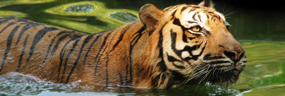 Zoo tiger in water